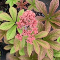 Rodgersia pinnata 'Maurice Mason'